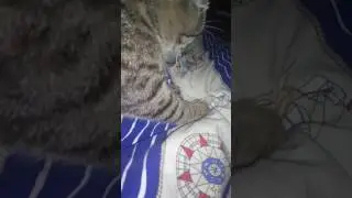 кит2