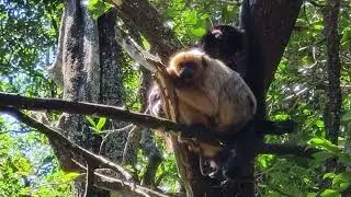 #wildlife#monkeyworld#gibbonandhowlermonkeysittingontopofthetree#viralvideo#southafrica