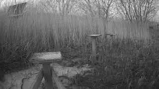 RSPB Leighton Moss Grit Trays Live Stream
