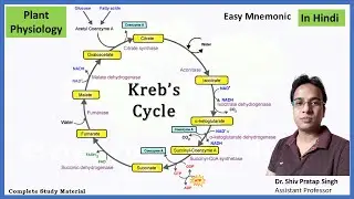 Kreb's Cycle | Citric Acid Cycle | Tricarboxylic Acid (TCA) Cycle