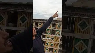 PIGEON WARS EGYPT