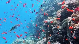 Снорклинг Шарм-эль-Шейх. Красное море. Национальный парк Рас Мохаммед. Альтернативы. июль 2023 г.