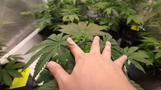 Jungle Boys, Seed Junky and warehouse update. Finally transplanting my rockwool run!