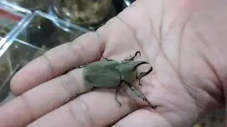 Rare Beetle species from Mexico - Spodistes mniszechi