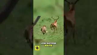 Cheetah Speed vs Hunting Success - The Ultimate Trade Off