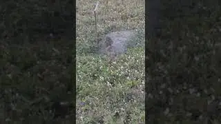 The fake owls are real!!