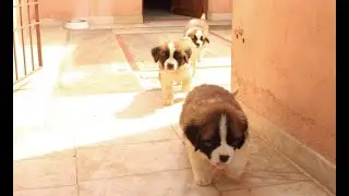 Saint Bernard Puppies | Transformation Video | Cutest