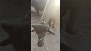 &ldquo;My buffalo, my little farm friend 🐃💚&rdquo;