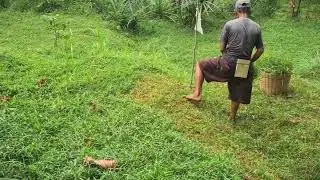Manual Weed Control in Traditional Fields #RuralAgriculture #TraditionalFarming