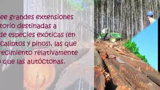 IMPACTO DE LA FORESTACI&Oacute;N