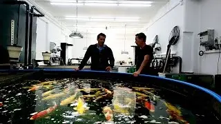 Modern Koi Blog #1600 - Koi Lounge Z&uuml;rich nach dem Koiimport