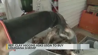 Rep. Clay Higgins asks USDA to buy up Louisiana shrimp