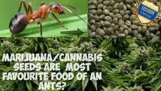 Marijuana/Cannabis seeds are most favourite food of an ants?
