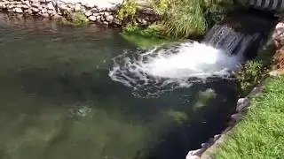 (Live Stream) Cold Springs Trout Farm