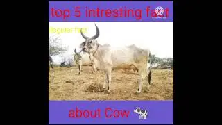 #Regular fact #shorts #cow