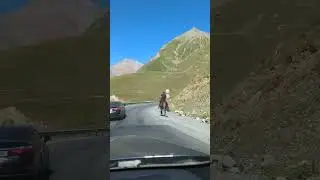 только в Грузии 😂😂 #georgia #animals #funny