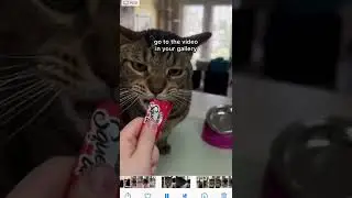 easy way to get a photo of your cat blepping/mleming