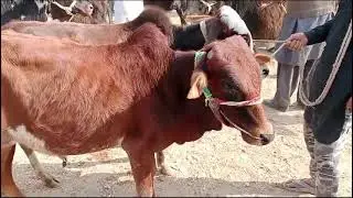 beautiful janwar Mandi ma Dunya Pur Mandi