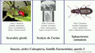 Insecte, ordre Coleoptera, famille Eucnemidae, partie 3 des rouge petite bicolor quadriceps lectus