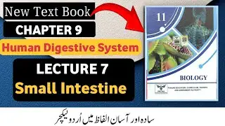 Small Intestine | Class 11 Biology | Chapter 9 Human Digestive System | New Book 2025