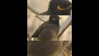 Myna Bird #nature #naturelovers #naturesounds #birds #birdslover #birdwatching #natureshorts #sound
