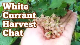 White Currant Harvest Chat / Variety White Versailles&nbsp;/ Allotment Fruit Orchard