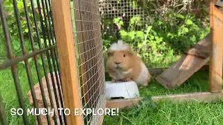 Guinea Pigs Explore The MEGA PLAYGROUND!!