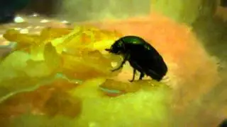 Life of Maybug