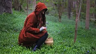 Rainy Day Foraging, finding Garlic Mustard