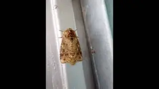 lepid&oacute;ptero