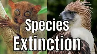 SPECIES EXTINCTION | Causes of Species Extinction (Grade 9)