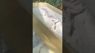 Had a blast time at DINO VALLEY with those big creatures 🦖 #dinovalleyislamabad #kidsvideo #shorts