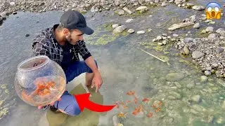 Super Amazing! Found a Lot of Fancy Gold Fishes near ABONDENED River