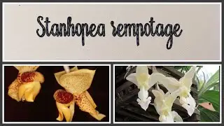 Stanhopea#stanopearempotage#.              Stanhopea rempotage
