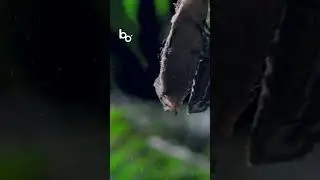 How do BUTTERFLIES reproduce? 👀🦋 #nature #animals #wildlife #insects #beautiful #bbc