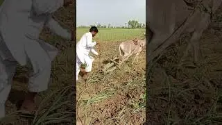 rejir in sugercane with donkey 🐴 pind old punjab pakistan #bachpankapyaar #oxescart