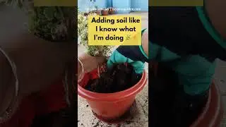 How I Repot Aralia Variegata&hellip; with Sarcasm Included 😂🪴 #plantmom #mypotsgarden