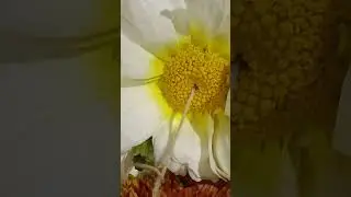 Ray Floret & Disc floret