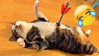 The funniest animal videos of all time in 2026 🥥 #funnycats #funnydogs #funniestanimals