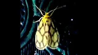 Miltochrista conjunctana Moth