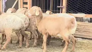 10 баш Уургачы Арашан токтулар сатылат 0777959547