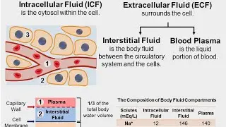 ICC,ECC Fluid compartments of the body