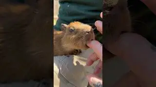Милейший #детёныш #капибары в Animal Adventures в Болтоне, Массачусетс #шорты