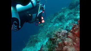 Diving Moalboal Day 6, January 2026.