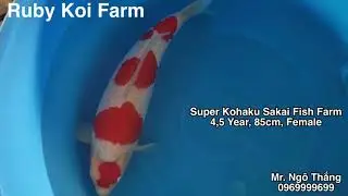Super Kohaku Sakai Fish Farm. Call & Zalo 0969999699. #Koi #Kohaku #SakaiFishFarm
