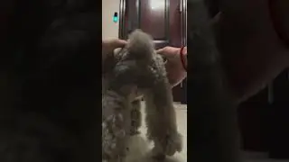 A girl born in the 15th was taking an immersive walk home#Daily pet care#The daily lif