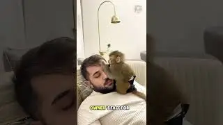 Would you like to have a pet monkey! #funny #humor #jokes #shorts #viral