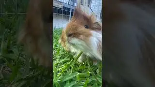 Peaceful guinea pig munching