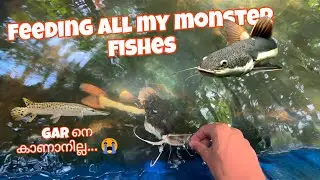 🐊Gar നെ കാണാനില്ല&hellip;&hellip;😭 | Feeding all my Monster fishes