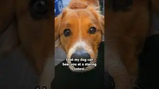 Can you beat my dog at a staring contest? (I bet you cant) #shorts #dogs #staringcontest